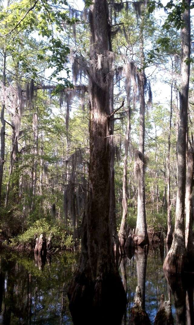 Scouting for bald cypress(lots of pics) Imag0126