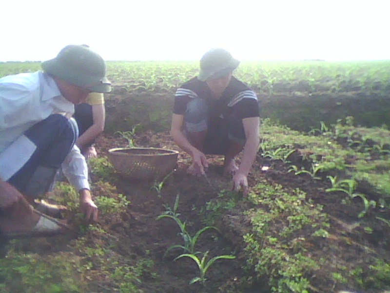 chuyến du lịch hải dương...vui thật.......  nhưng các chú củ hành a nhìu quá Img00811