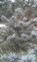 Colorado Blue Spruce 'Globosa' Project  Blue_s11