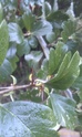To ID a Hawthorn (pictures) Hawtho10