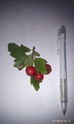 To ID a Hawthorn (pictures) Id_typ16