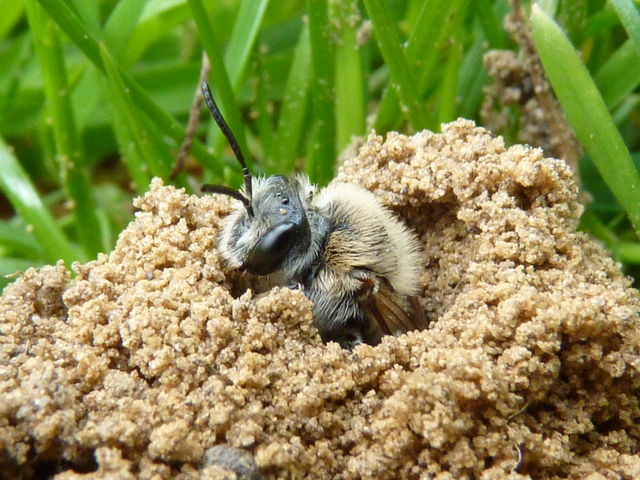 mgachile ou abeille coupeuses de feuilles dans son terrier P1020514