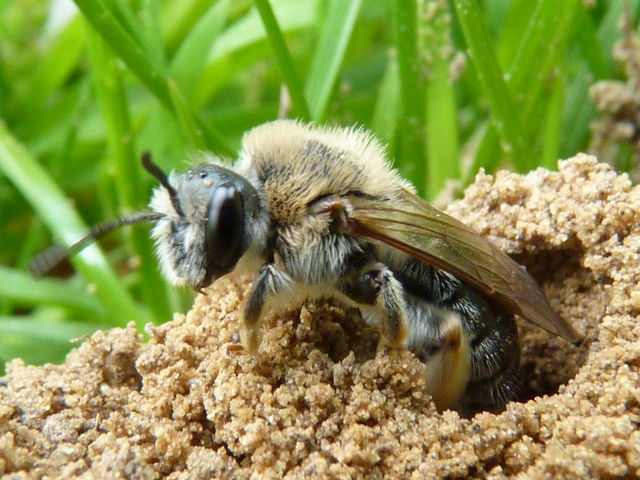 mgachile ou abeille coupeuses de feuilles dans son terrier P1020515