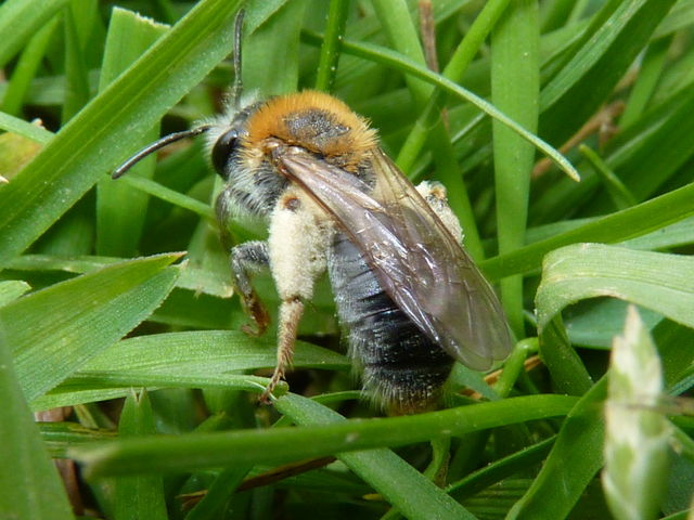 mgachile ou abeille coupeuses de feuilles dans son terrier P1020517