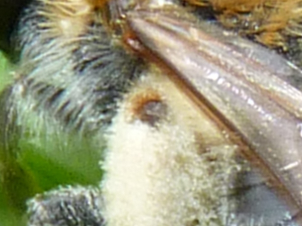 mgachile ou abeille coupeuses de feuilles dans son terrier P1020519