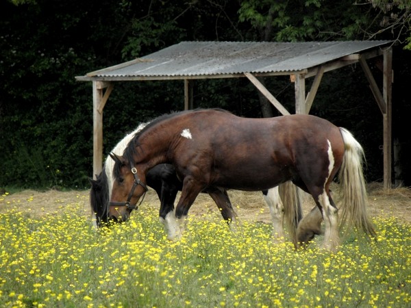 Nouvelle adepte des irish cob, dans le vaucluse ! - Page 2 Jason_10