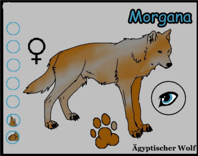 Ägyptische Fähen au der Suche Morgan11