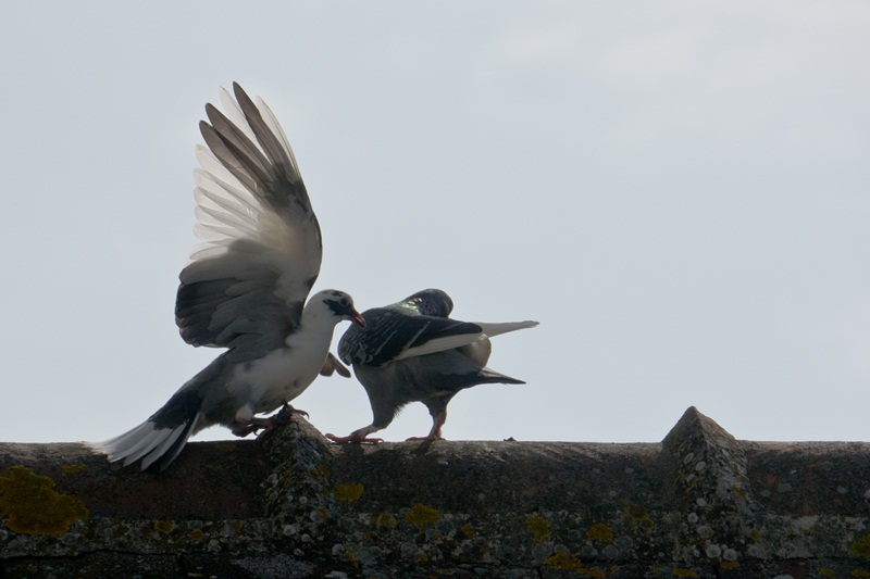 Danse avec les pigeons Lr33-p17