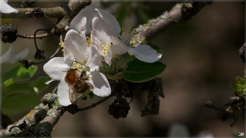 Les abeilles du jour Lr33-p18
