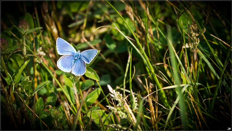 C'est un papillon bleu , adossé à la colline.. Lr34-p76