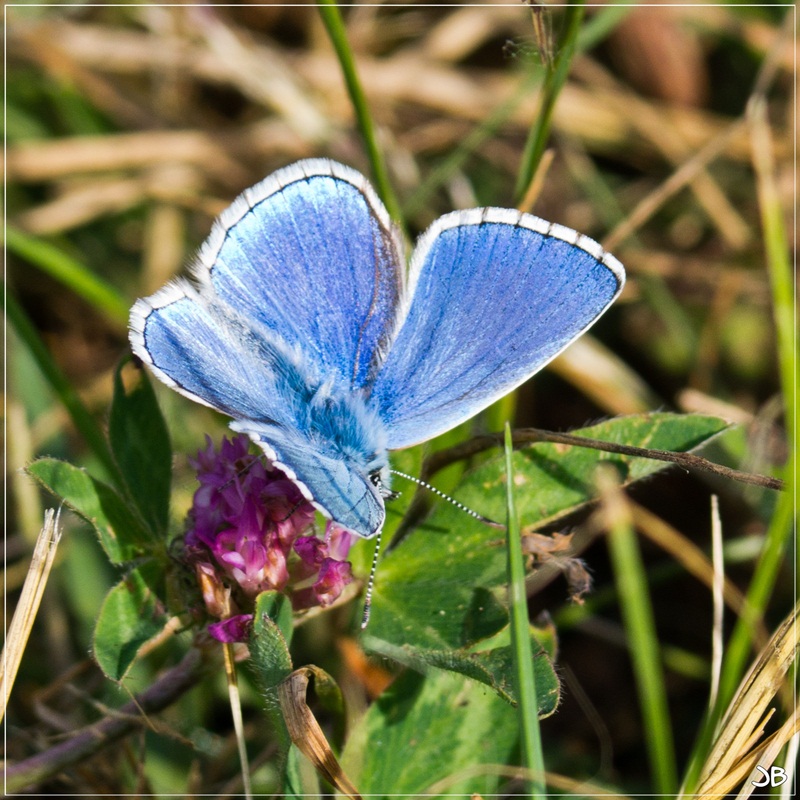 C'est un papillon bleu , adossé à la colline.. Lr34-p77