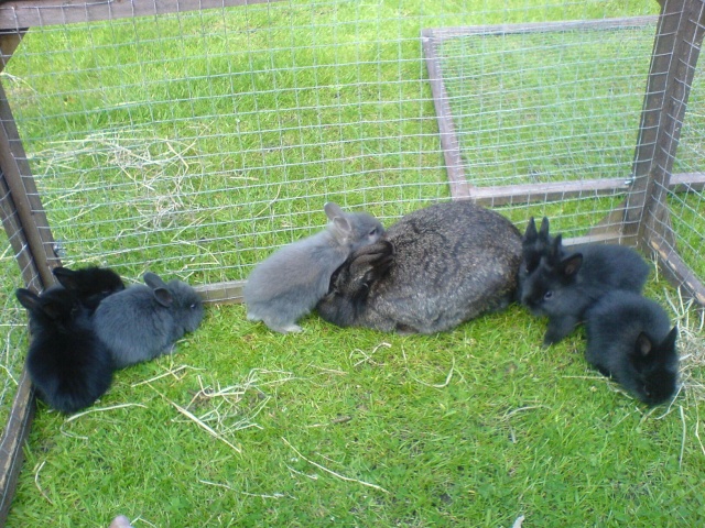 More Baby Bunny Pics =] Dsc02824