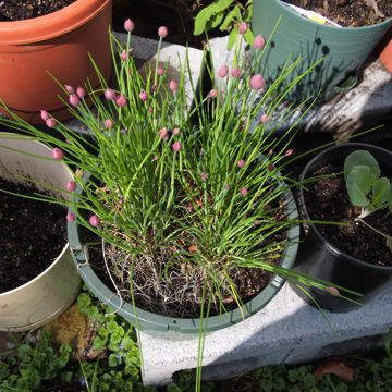 Can anyone identify these plants? Chives10