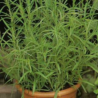 Friday's Rookie Topic VIII: French Tarragon Tarrag11