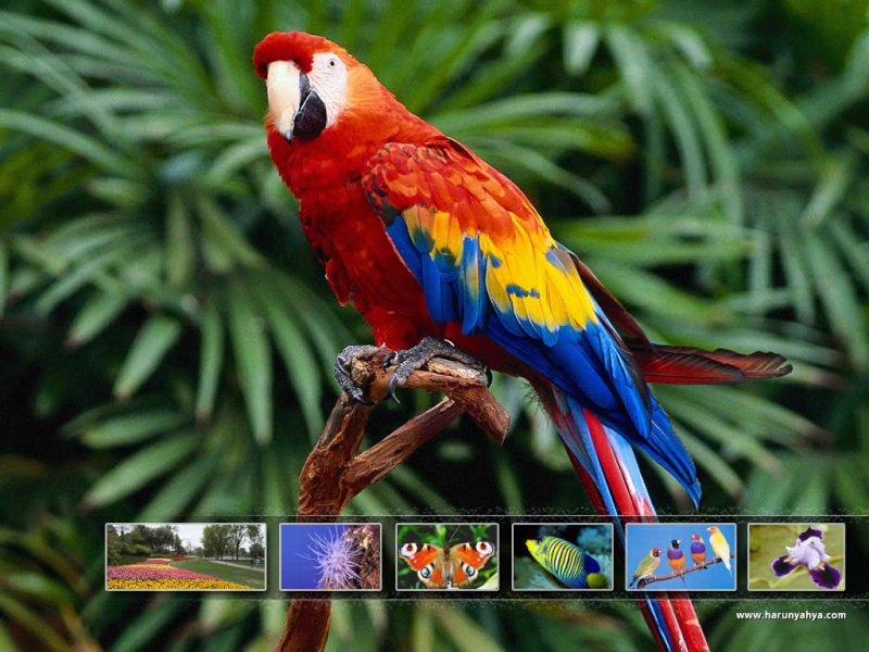 مجموعة من صور الطيور الجميلة والرائعة Bawar_10