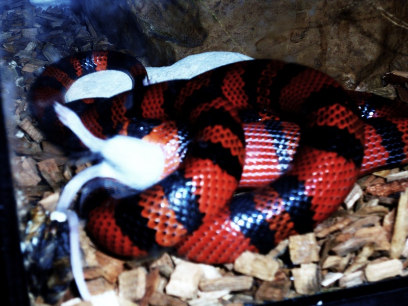 lampropeltis triangulum hondurensis tangerine Dscn0811