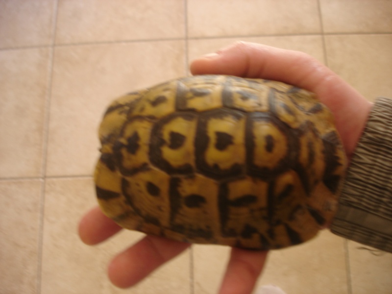 identification d'une tortue Dsc04313