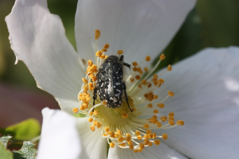 [Oxythyrea funesta] IDENTIFICATION Atelie10