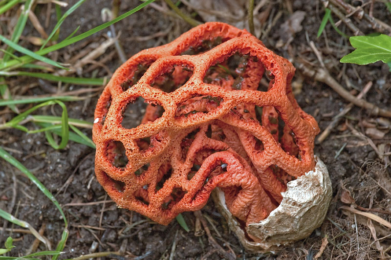 Champignon porte-bonheur Buralc10