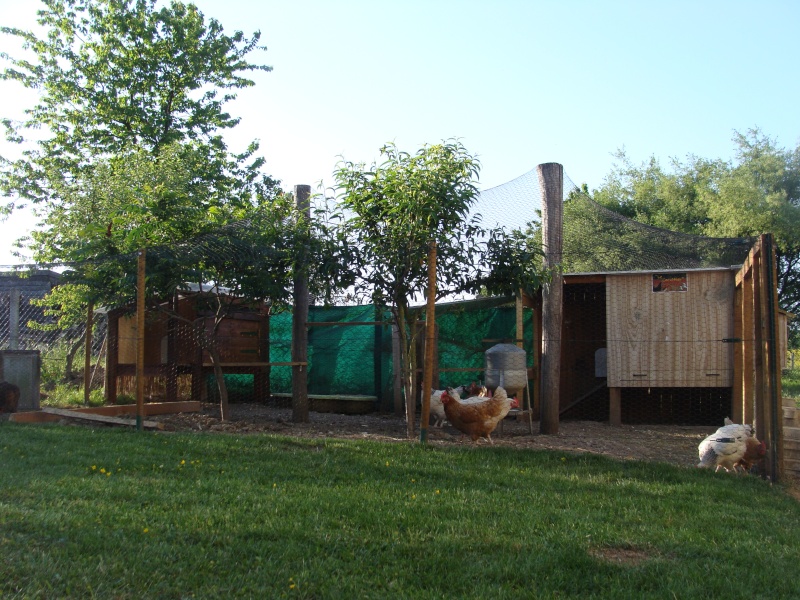 avez vous des photos de vos nurseries (poule -poussins ) pour donner des idées ? Dsc05114