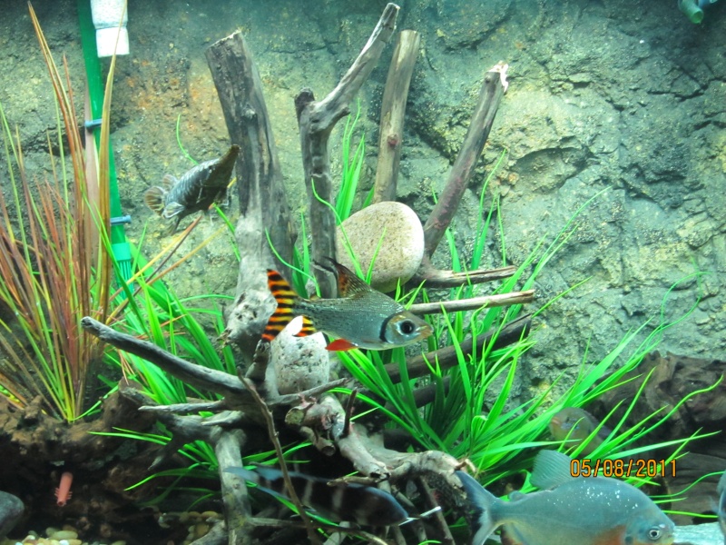 My fish tank and new 3D background 03210