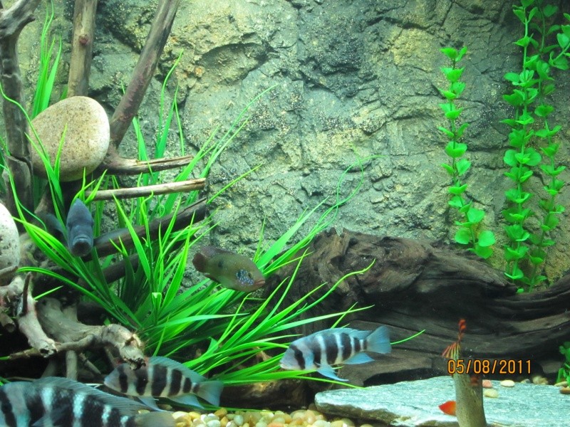 My fish tank and new 3D background 03810