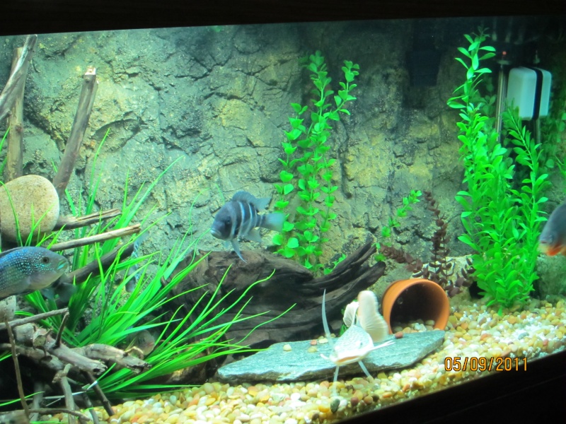 My fish tank and new 3D background 04710