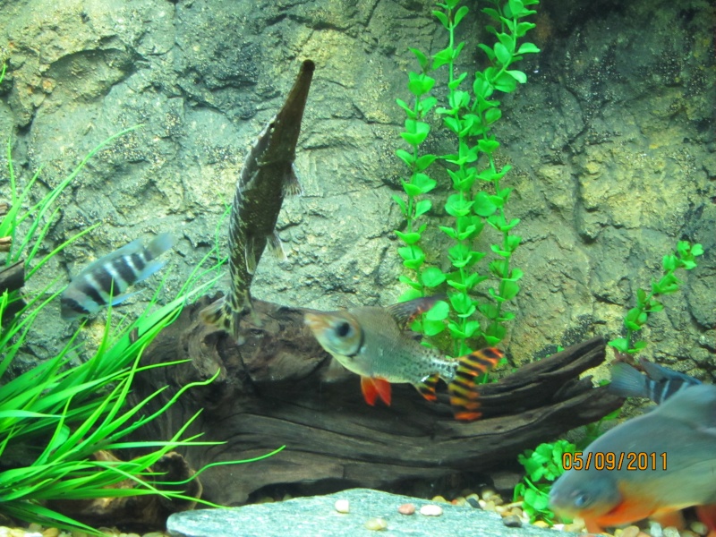 My fish tank and new 3D background 05110