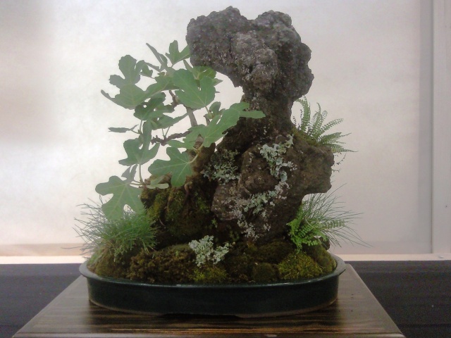 MOSTRA NAZIONALE DI BONSAI E SUISEKI Cosenza Foto1818