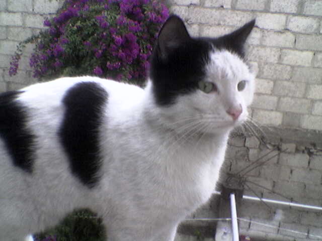 ملك جمال القطط لعام2011 (قط المدير العام)وهو ذكر Ouuoo010