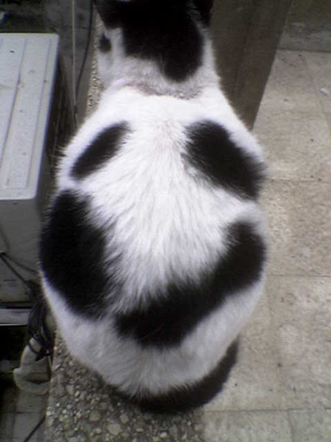 ملك جمال القطط لعام2011 (قط المدير العام)وهو ذكر Ouuoo014