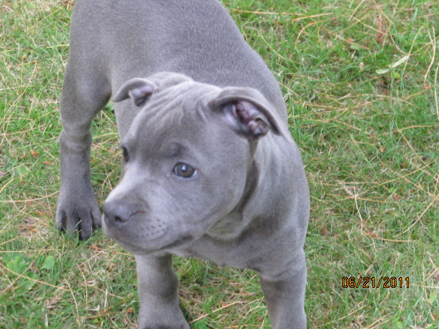 Some pics of Blue 11 weeks Img_0210