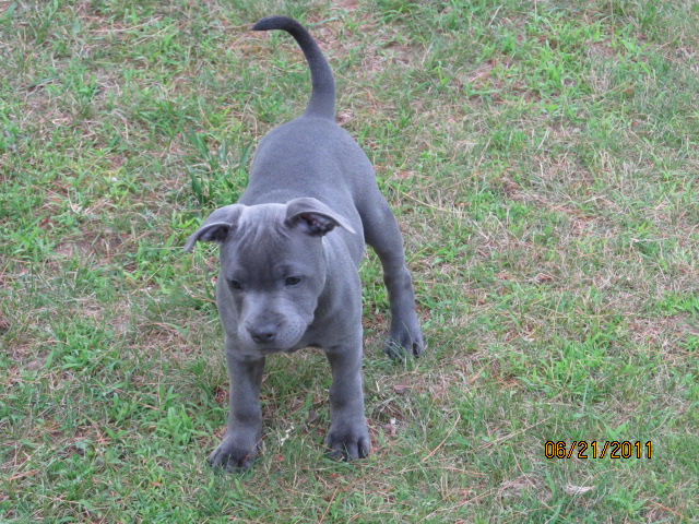Some pics of Blue 11 weeks Img_0211