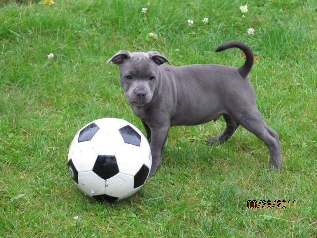 Some pics of Blue 11 weeks Img_0213