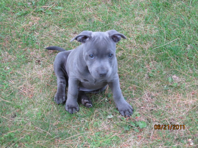 Some pics of Blue 11 weeks Img_0214
