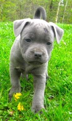 New puppy "My boy Blue" Img_1112