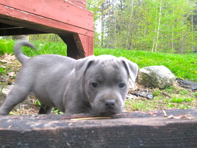 New puppy "My boy Blue" Img_1211