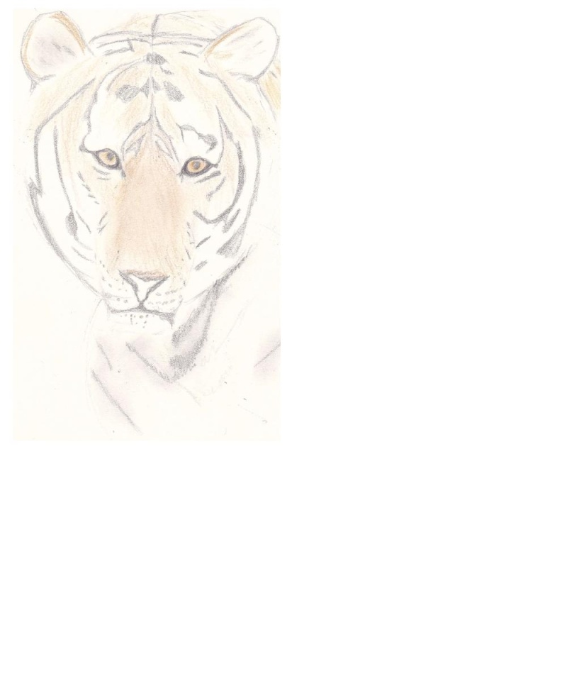 mon tout premier dessin Tigre13