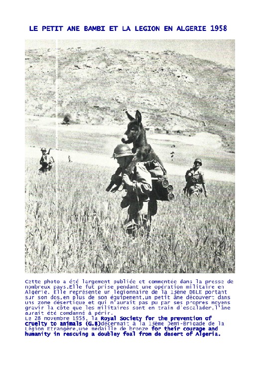 ARCHIVES ALGERIE 1960   DEMANDE à l'état major Bambi_10