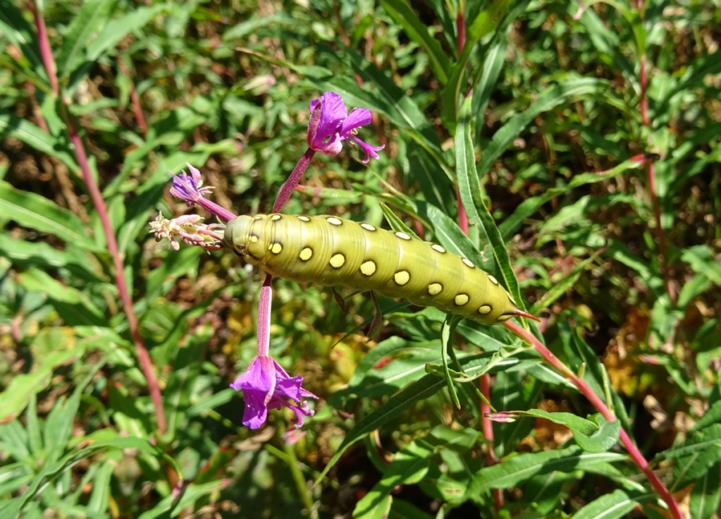 Chenille de sphinx Chenil10