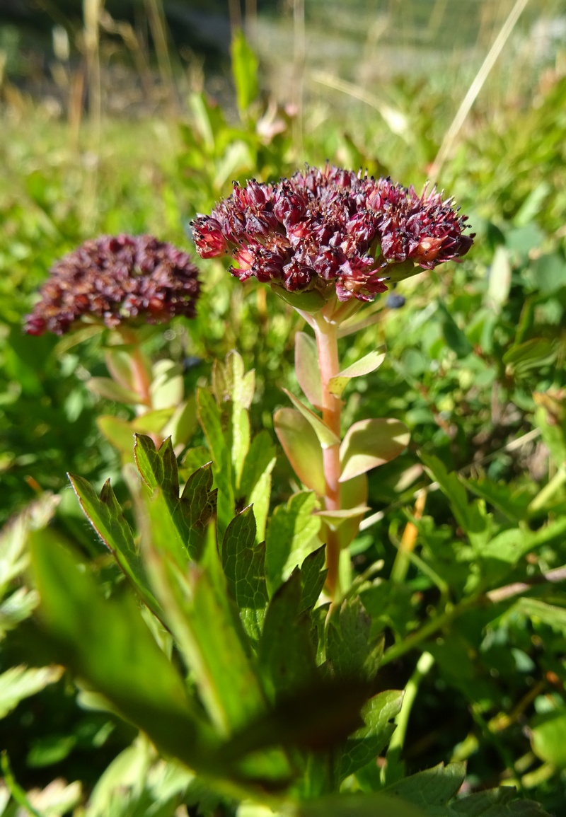 le plein de plantes en Vanoise fin août Ecot-e10