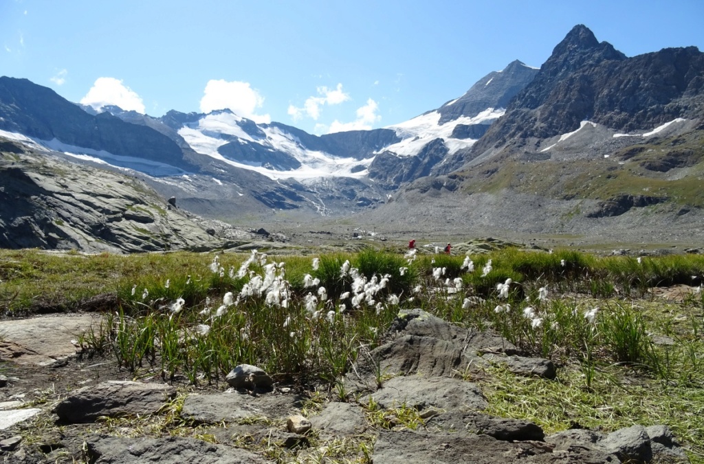 le plein de plantes en Vanoise fin août Ecot-e27