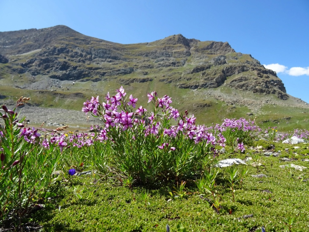 le plein de plantes en Vanoise fin août Ecot-e31