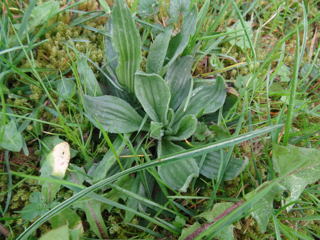 Nur ein Stück Wiese Mittle10