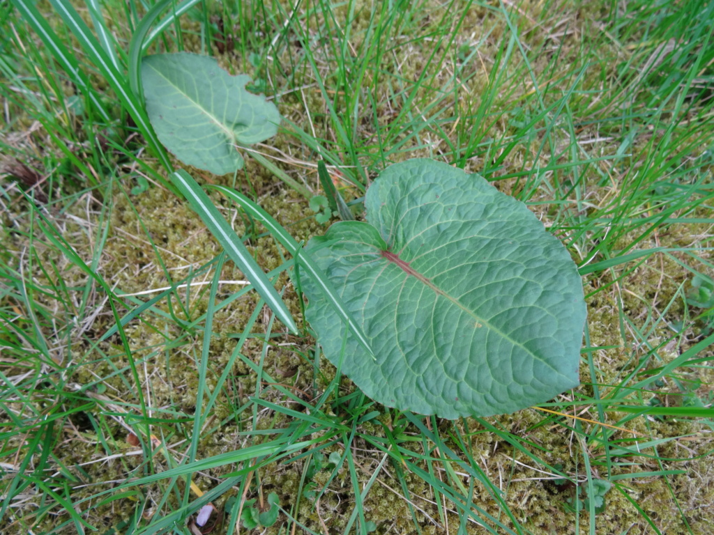 Nur ein Stück Wiese Wilder10