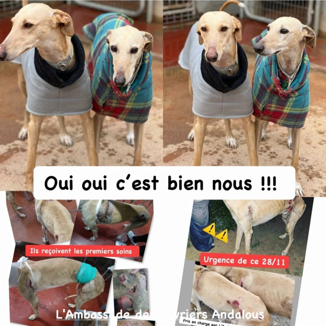 Appel aux dons pour deux galgos récupérés en grande urgence 42460210