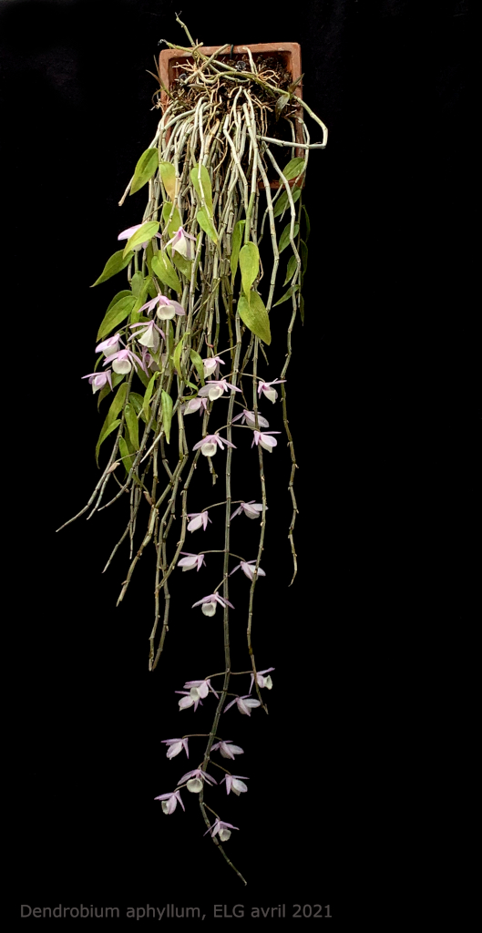 Dendrobium aphyllum Aphyll10