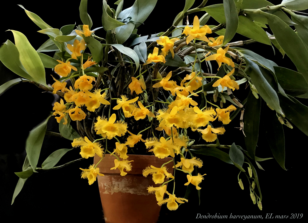 Dendrobium harveyanum Dendro11