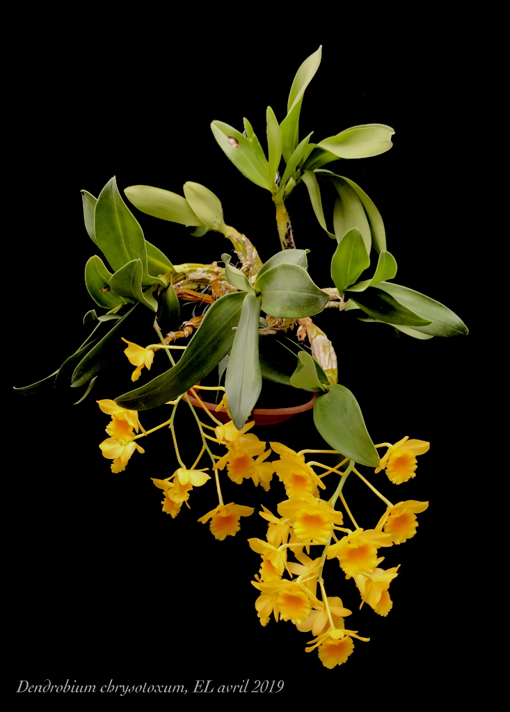 Dendrobium chrysotoxum. Dendro13