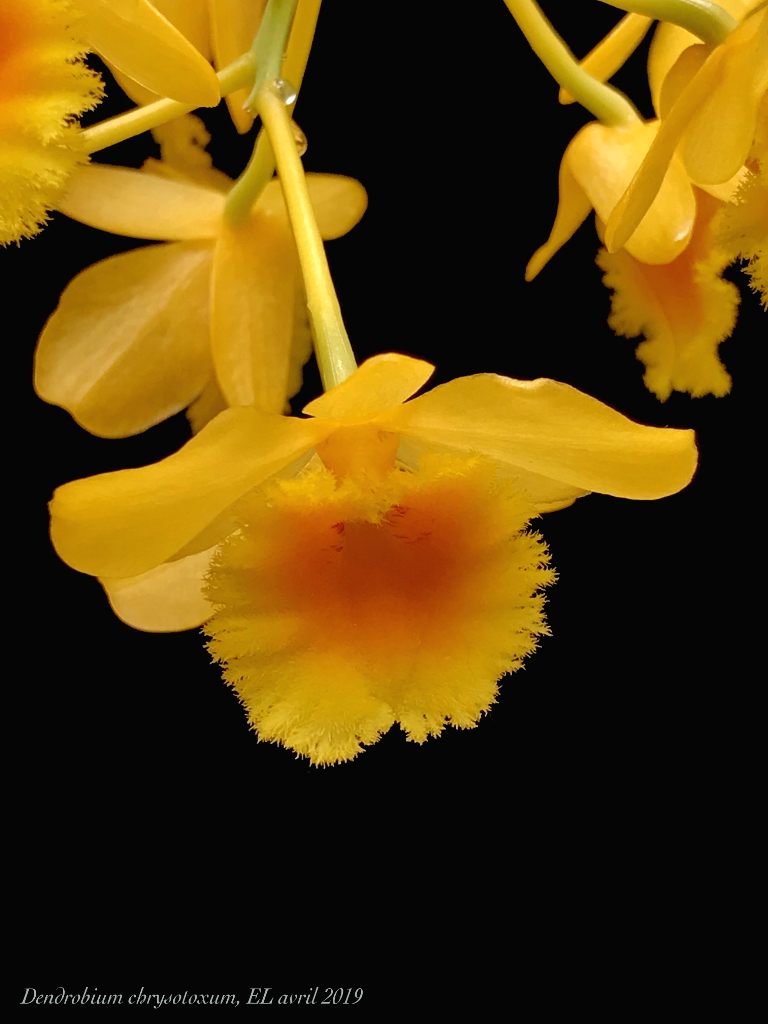 Dendrobium chrysotoxum. Dendro15